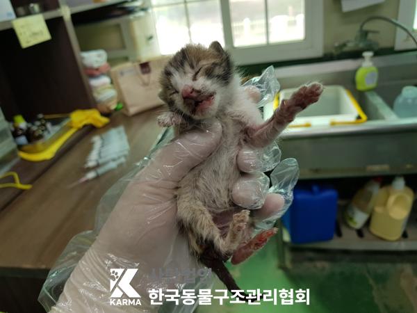 [고양이] 한국 고양이 서울-금천-2025-00074 유기동물 배경 이미지 입니다.